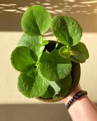 Image result for Cissus rotundifolia