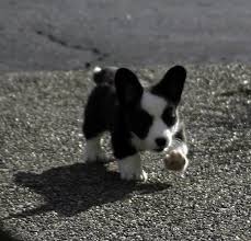 Adorable Black And White Corgi Puppy Cute Corgi Puppies Cardigan Welsh Corgi Puppy Pics Cute Puppies Photos Cardigan Welsh Corgi Puppies Corgi Welsh Corgi Puppies