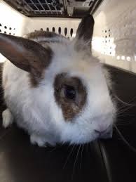 Cedar rapids iowa pets and animals 50 $ view pictures. Hop Into Your Local Petsmart To Find Your New Rabbit Friend Ontario Spca And Humane Society