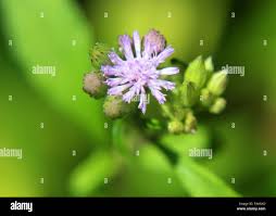 Image result for Vernonia schlechteri
