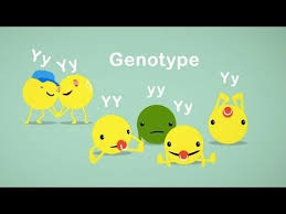 Six Creative Ways To Teach Genetics Teacher Network The Guardian Biology Lessons Biology Classroom Science Lessons