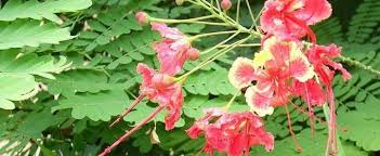 Usually without prickles, it can grow up to 5 metres tall. Pride Of Barbados Red Bird Of Paradise Dwarf Poinciana Peacock Flower Caesalpinia Pulcherrima Compton