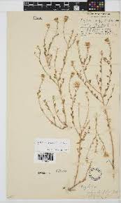 Image result for Pegolettia retrofracta