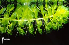 Image result for Aldrovanda vesiculosa