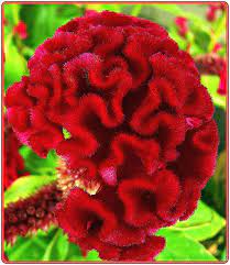 Brain Flower Explore Flowers Beautiful Flowers Planting Flowers