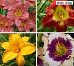 I ordered what appeared to be 2 luscious plants from cottage farms through qvc after watching the qvc channel. Qvc Qvc2 Cottage Farms 7 Piece Color My World Daylily Collection Tvshoppingqueens