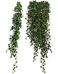 Cutout Plant Hanging Ivy Tree Photoshop Plant Texture Plants