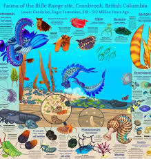 Image result for Tragia brevipes-benthamii-okanyu