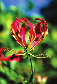 Image result for Isoglossa laxiflora