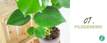 Una pianta sempreverde da balcone perfetta è la pilea, facile da coltivare e davvero bella grazie alle sue grandi foglie verde brillante. Piante Da Salotto Le 10 Piante Per Arredare Il Tuo Salotto Flobflower