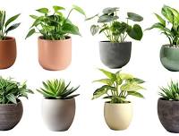 Plant BINGO!