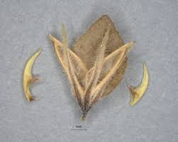 Image result for Phaulopsis sangana