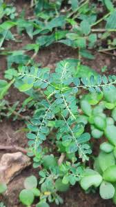 Image result for Phyllanthus amarus