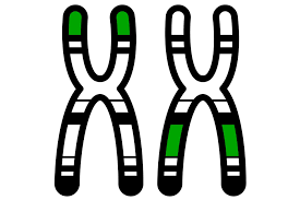 This is uncovering the ancient migration of our. Polygenetische Krankheiten Personalisierte Gesundheit Erklart