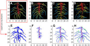 Recovering Root System Traits Using Image Analysis Exemplified By Two Dimensional Neutron Radiography Images Of Lupine Plant Physiology