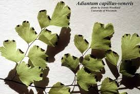 Image result for Adiantum capillus-veneris