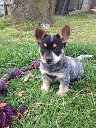 We look forward to hearing from you. Cowboy Corgi For Sale Near Me Off 70 Www Usushimd Com