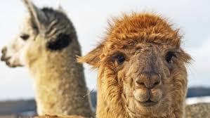 Book your hotel in vicuña online. Meet The Camelids Llama Alpaca Vicuna And Guanaco Jacada Travel