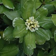Variegated Mock Orange Pittosporum Tobira Variegatum In Wilmington Hampstead Jacksonville Onslow Hanover North Carolina Nc At Pender Pines Garden Center
