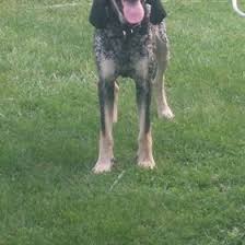 One popular style of metal kitchen chair is a coffee shop or cafe chair with a rounded back. Deonta Robinson Deontarobinson7 Profile Pinterest