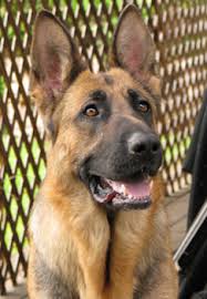 Whether you're planning on adopting a child or placing a child for adoption in portland, american adoptions can help you complete your adoption from start to finish. Von Dubinhaus Shepherds German Shepherd Dog Rescue Located In Portland Oregon