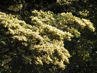 Image result for Cryptosepalum maraviense