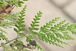 Image result for Odontosoria