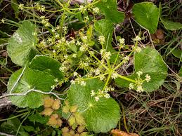 Image result for Hydrocotyle mannii