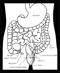Digestive system coloring page for kids www uocodac com. Free Photo Intestines Digestive Organs Stomach Colon Max Pixel