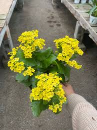 Image result for Kalanchoe calandiva