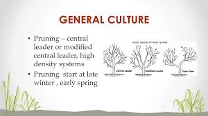 Slender spindle type several components must be integrated to ensure success  first, the tree must have a permanent support system the. Sweet Cherry Motaz Shahror Ppt Video Online Download