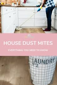Everything You Should Know About House Dust Mites House Dust Mite Dust Mites Allergy Cleaning