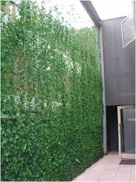 Brise Vue Ve Al Cachez Au Naturel En 2020 Amenagement Exterieur Design De Petit Jardin Amenagement Cour