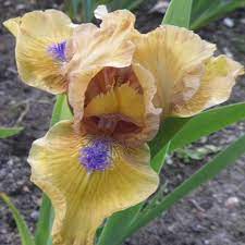 Aladdin S Flame Sdb Iris Iris Garden Iris Flowers