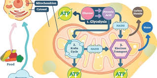 What does mitochondria use to make atp. Understanding Atp 10 Cellular Energy Questions Answered Ask The Scientists