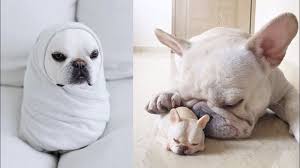Our website has been online since 1997. Funny And Cute French Bulldog Puppies Compilation 4 Cutest French Bulldog Youtube Cute French Bulldog French Bulldog Funny Baby Animal Videos