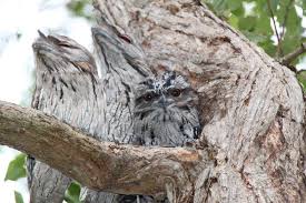 Creepy Bird With Big Mouth Tawny Frog Mouths With Baby In Gum Tree Scary Birds Animals Birds