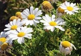 Image result for Argyranthemum frutescens