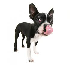 Mr Licks A Lot Dog Behavior Signs Puppy Chewing Why Do Dogs Lick