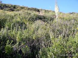 Image result for Landolphia cuneifolia