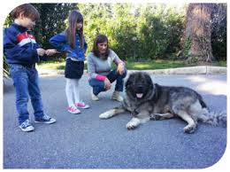 Кавказская овчарка, transliterado como kavkazskaya ovčarka) es una raza de perro moloso guardián de ganado originaria de las montañas del cáucaso. Caucasos Shepherd Dog Pastore Del Caucaso