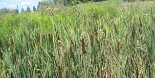 For other uses, see cattail (disambiguation). Cornell Cooperative Extension Controlling Cattails