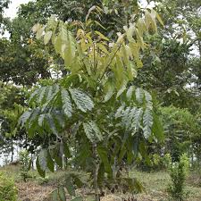 Image result for Khaya anthotheca