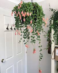 Aucune Description De Photo Disponible Plants Hanging Plants Plant Goals