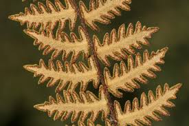 Image result for Cheilanthes inaequalis