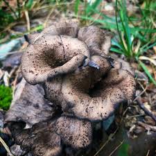 Image result for Craterellus fallax