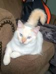 70 Best Flame point Siamese cats images | Siamese cats ...