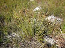 Image result for Schoenus