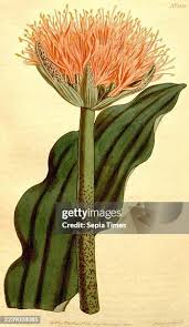 Image result for Scadoxus cinnabarinus