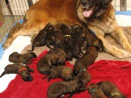They are also fond of messy living as slobbering is a favorite related searches: 18 Leonberger Puppies Keeps Powell Family Busy Wyoming News Billingsgazette Com